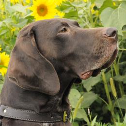 Ember - German Shorthaired Pointer