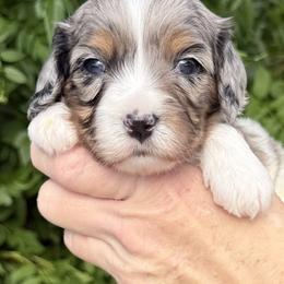 Bernedoodle, Cavapoo, and Goldendoodle Puppies from Adored Poodle & Doodles