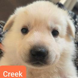 Boy 4 - White male German Shepherd puppy in Tonopah, Nevada from Mercy's White Shepherds