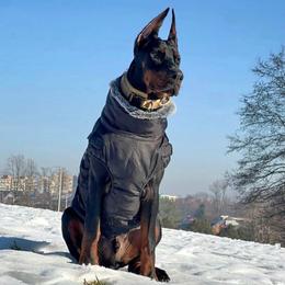 Huracan - Seeking Local Family - Black and rust male Doberman Pinscher puppy in Bruce Township, Michigan from Eminent Dobermans