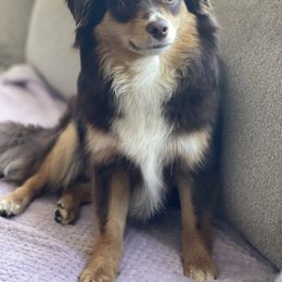 Miniature Australian Shepherd and Toy Australian Shepherd Puppies from Northern Roots Aussies