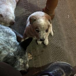 L62-01 - Red speckled male Australian Cattle Dog puppy in Sheridan, Oregon from 6pk Cattledogs