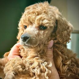 Boy 2 Apricot Mini AKC - Apricot male Poodle puppy in Lees Summit, Missouri from Divine K9s LLC