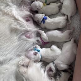 Boy puppy - Light golden male Golden Retriever puppy in Myakka City, Florida from MC Goldens