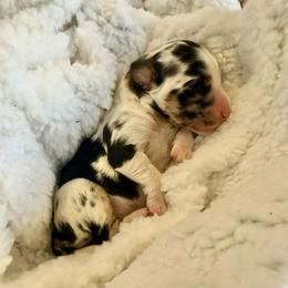 Belle - Merle female Assorted Doodle Crosses puppy in Waco, Georgia from Huff Family Doxies & Doodles
