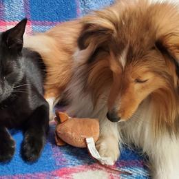 Kaizen - Toy Shetland Sheepdog