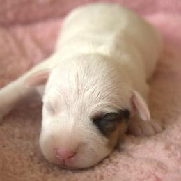 Royal - Tri-colored female Parson Russell Terrier puppy in Menifee, California from Wendover Terriers