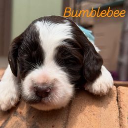 Girl 2 - female Australian Labradoodle puppy in Sedona, Arizona from Red Rock Doodles