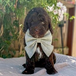 Mocha - male Australian Labradoodle puppy in Clovis, California from Delta Doodless