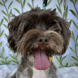 Ullie - Havanese