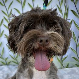 Ullie - Havanese