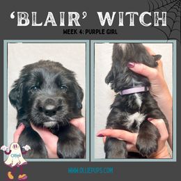 Blair Witch - female Golden Mountain Dog puppy in Boiling Springs, South Carolina from OlliePups, LLC