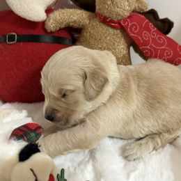 Blue - Light golden male Golden Retriever puppy in Seville, Ohio from Retriever Ranch