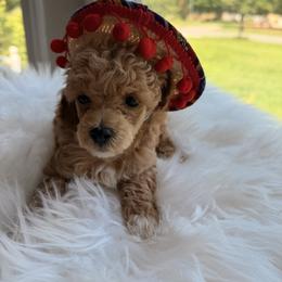Pekingese, Poodle, and Shih Tzu Puppies from Happy puppies