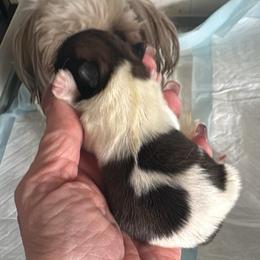 Pebbles - Sable and white female Shih Tzu puppy in Clovis, California from California Dreamin’ Shih Tzus