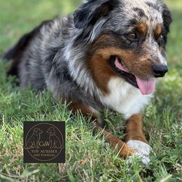 Beth - Toy Australian Shepherd