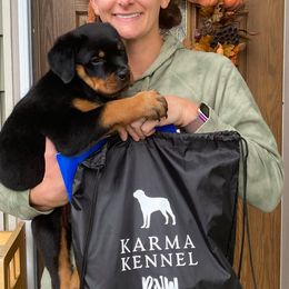 Rottweiler Puppies from KarmaKennelPNW