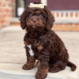 Light Pink Collar - Nagini - Brown and tan female Cockapoo puppy in Mt Bethel, Pennsylvania from Stasia’s Cutiepoos
