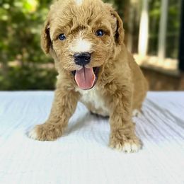 Bernedoodle and Poodle Puppies from Plum Valley Pups