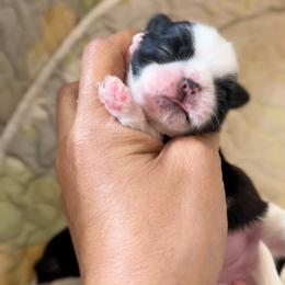Blessed's Praline - Black and white female Shih Tzu puppy in Apollo Beach, Florida from Blessed’s Shih Tzu