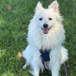 St.Sebastiano - male Volpino Italiano puppy in Irvine, California from Blessed Volpino Italiano