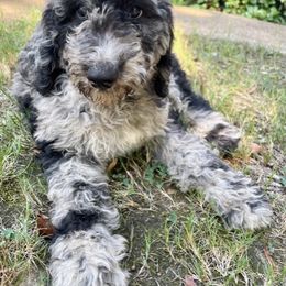 Goldendoodle and Poodle Puppies from SnickerDoodlePups
