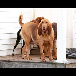Chloe - Bloodhound