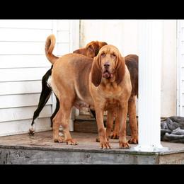 Chloe - Bloodhound