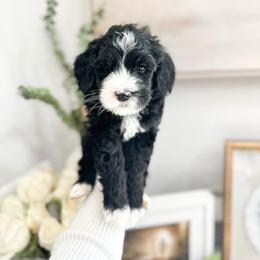Basil - Black and chalk male Australian Labradoodle puppy in Palmdale, California from Heavenly Doodles
