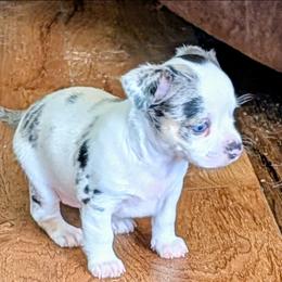 Janet - Merle female Chihuahua puppy in Marianna, Florida from Garden Tub Chihuahuas