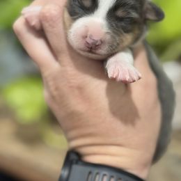 Maze - Gray and white female American Corgi puppy in Tishomingo, Mississippi from Magnolia Trace Corgis