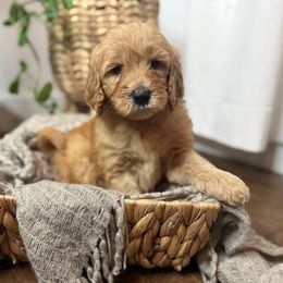 Crimson - Red  male Goldendoodle puppy in Fayetteville, Arkansas from Silver Hill Farm