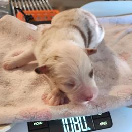 Justice - Red merle male Miniature Australian Shepherd puppy in Marysville, Washington from Garay Mini Aussies