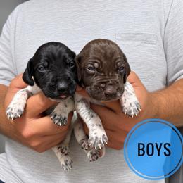 Boy 3 - Black and white male German Shorthaired Pointer puppy in Dearborn, Missouri from Hardwood Kennels