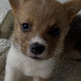 PB boy 5 - White and red male Pembroke Welsh Corgi puppy in Dickinson, Texas from Gulf Coast Corgis