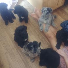 Bergamasco Sheepdog Puppies from Spellbound Bergamascos