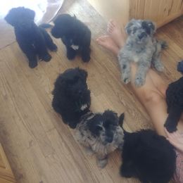 Bergamasco Sheepdog Puppies from Spellbound Bergamascos
