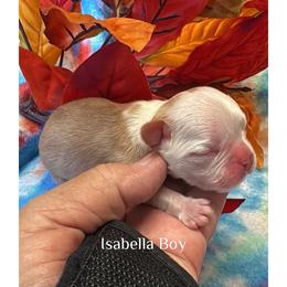 Isabella Boy - Fawn and white male French Bulldog puppy in Tracys Landing, Maryland from A Cozy Kennel