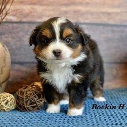 BTM 2 - Black tri male Toy Australian Shepherd puppy in Russellville, Arkansas from Rockin H Aussies