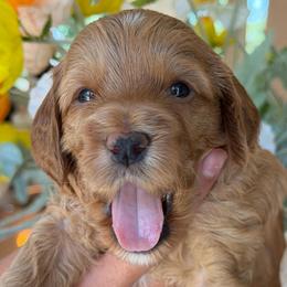 Justin Timberlake - Red  male Goldendoodle puppy in Yuciapa, California from AlltheDoodlez_