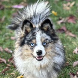 Pomskies from Rainier Mountain Pomsky’s LLC