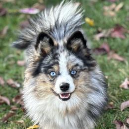 Pomskies from Rainier Mountain Pomsky’s LLC