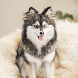 Fae - Pomsky