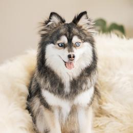 Fae - Pomsky
