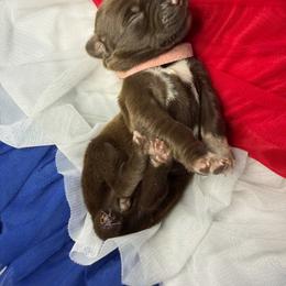 Penelope - Liver female German Shorthaired Pointer puppy in Edenton, North Carolina from Bockelman GSP’s