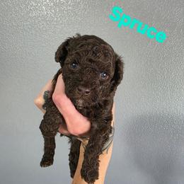 Spruce - Brown and white male Aussiedoodle puppy in Loveland, Colorado from A&L Ranch Aussiedoodles