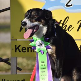 Woo - Border Collie