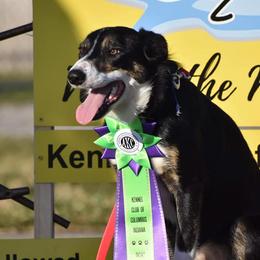 Woo - Border Collie