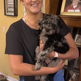 Goldendoodle Puppies from 24 Karat Doodles