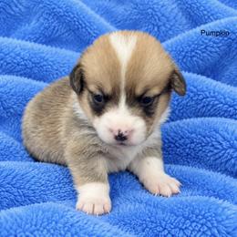 Pumpkin - Sable male Pembroke Welsh Corgi puppy in Port Republic, Maryland from Bestfurends